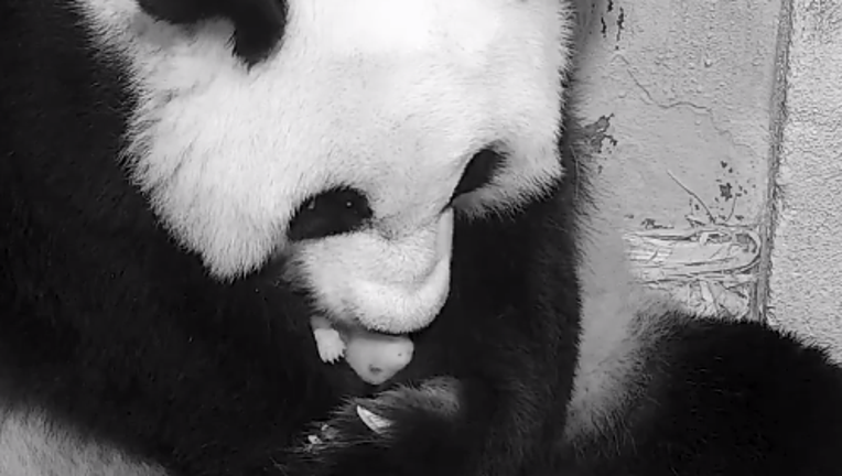 National Zoo's latest PandaCam shows Mei Xiang care for baby panda in ...