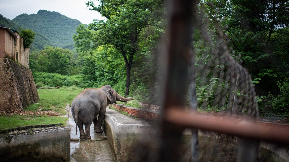 Elephant Kaavan in Pakistan