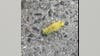 Girl stung by American dagger moth caterpillar at Cabin John Regional Park