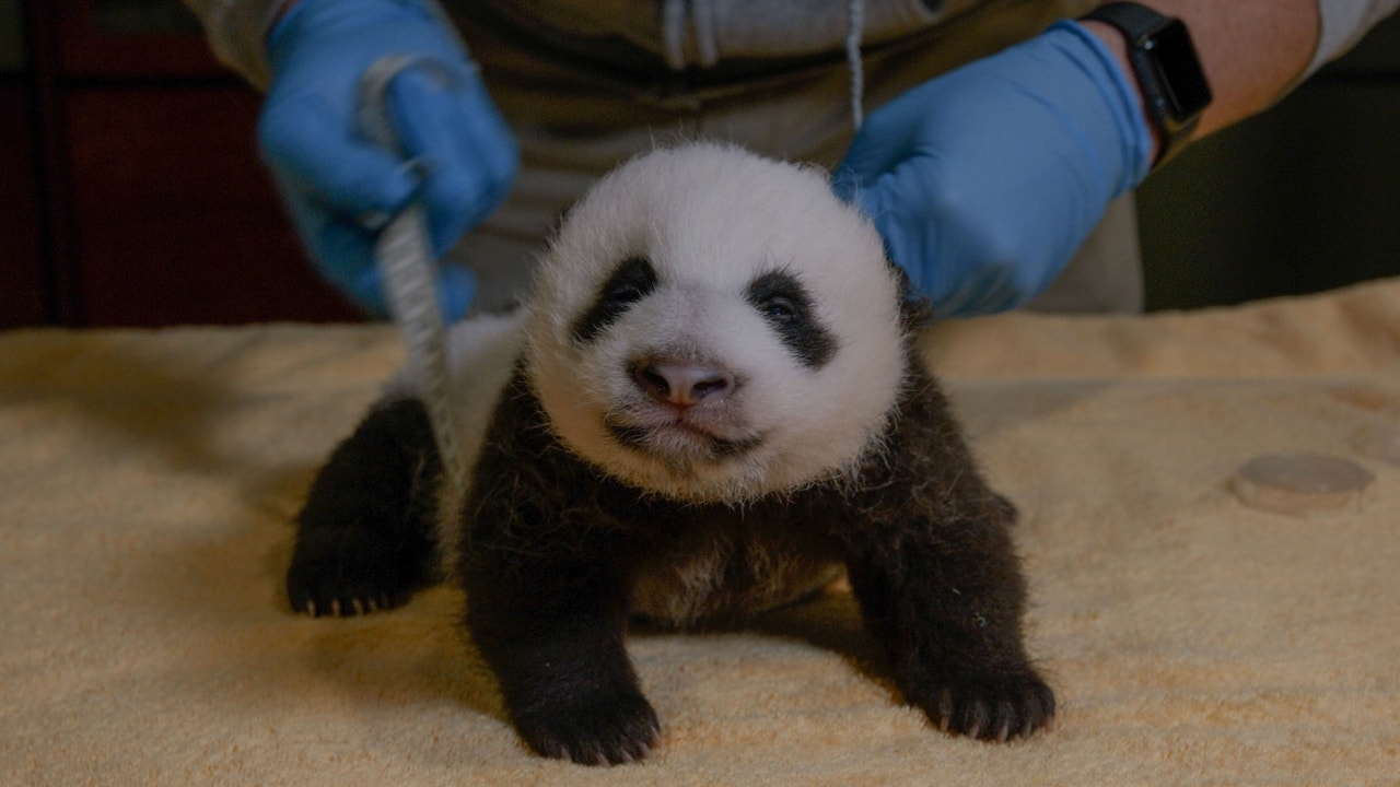 National Zoo's adorable, feisty giant panda cub is turning 8 weeks old on Friday