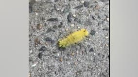 Girl stung by American dagger moth caterpillar at Cabin John Regional Park