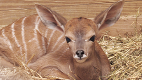 Maryland Zoo in Baltimore welcomes lesser kudu calf