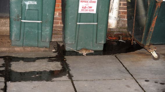 DC No. 4 among America’s ‘rattiest’ cities; Baltimore rises into top 10