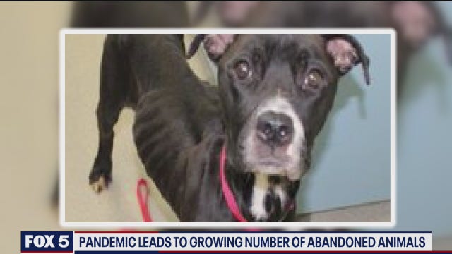 Pandemic leads to growing number of abandoned pets in Arlington