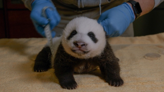 Giant panda cub continues to grow as public votes on name