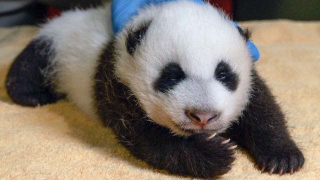 National Zoo's hosts livestream event for public to meet giant panda cub Xiao Qi Ji
