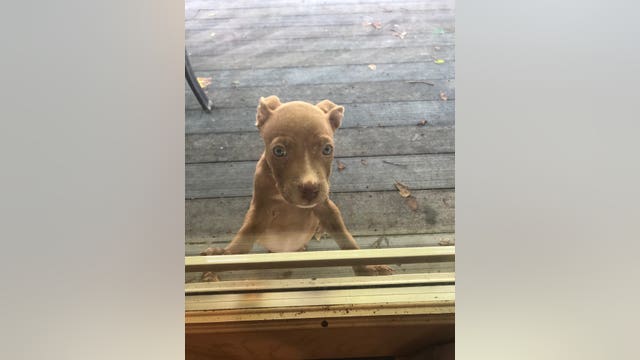 Puppy on track to become Montgomery County woman's emotional support dog located safely in DC