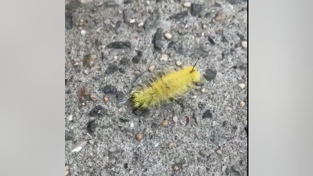 Girl stung by American dagger moth caterpillar at Cabin John Regional Park