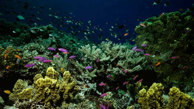 Climate change has killed half of the Great Barrier Reef's corals, study finds