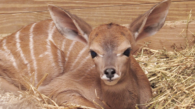 Maryland Zoo in Baltimore welcomes lesser kudu calf