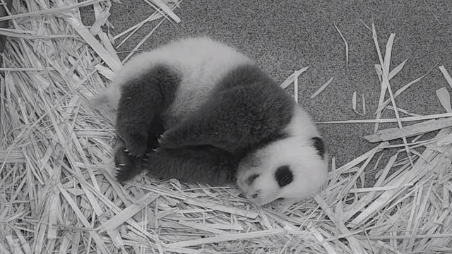 National Zoo's giant panda cub gaining weight at two months old