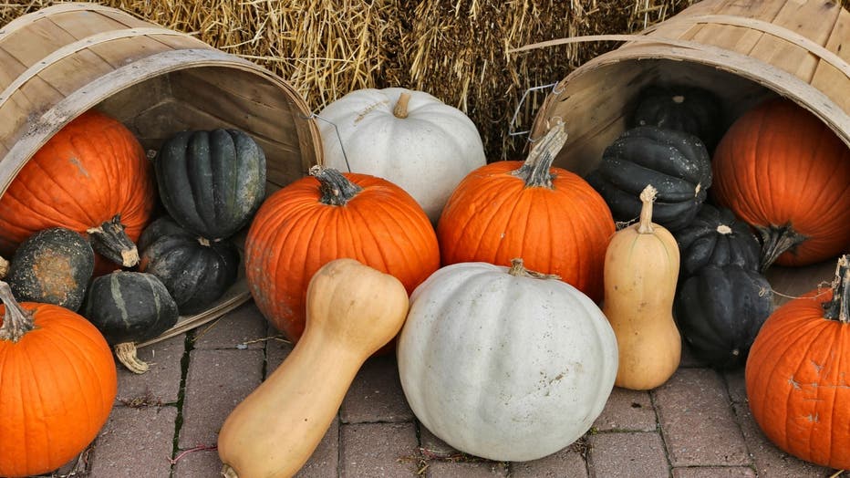 Pumpkin patch