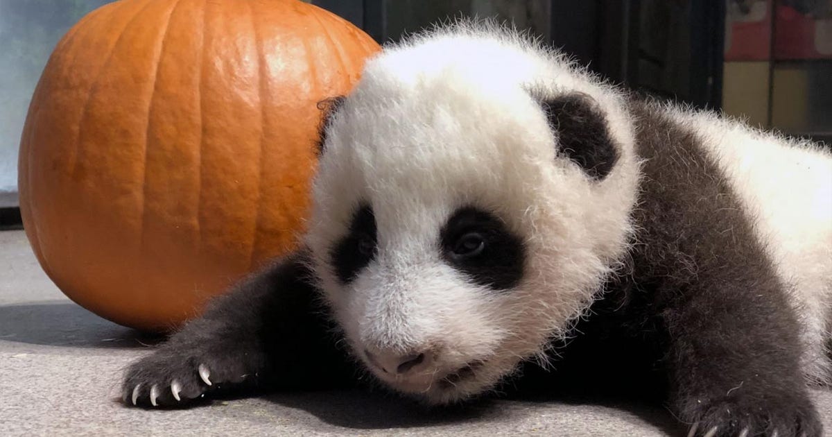 GETTY_PandaPumpkin2.jpg?ve=1&tl=1