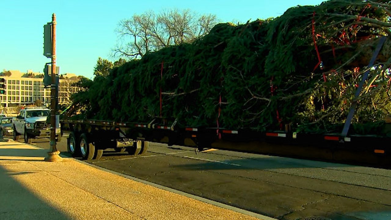 US Capitol Christmas Tree arrives in DC for 2020 holiday ...