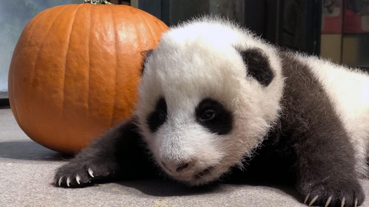GETTY_PandaPumpkin2.jpg?ve=1&tl=1
