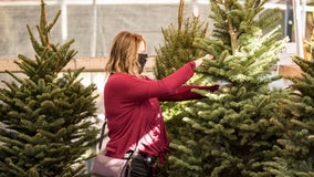 Real Christmas trees high in demand as people get into the holiday spirit early during the pandemic 