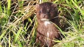 Dead mink rise from their graves in Denmark