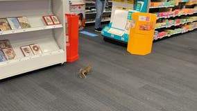 Squirrel goes on Staples shopping trip in Stafford County