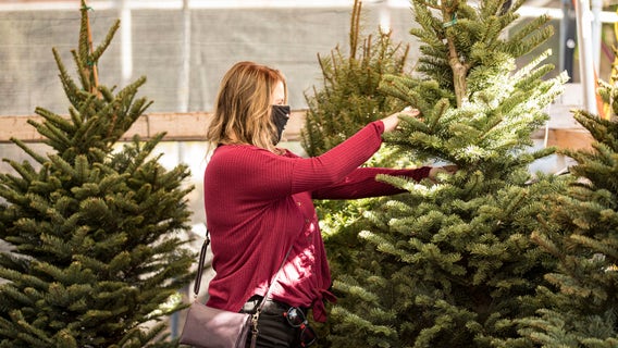 Real Christmas trees high in demand as people get into the holiday spirit early during the pandemic