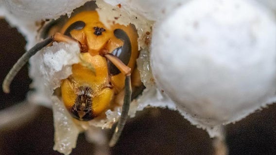 Over 500 'murder hornets' were found in Washington nest, including nearly 200 queens