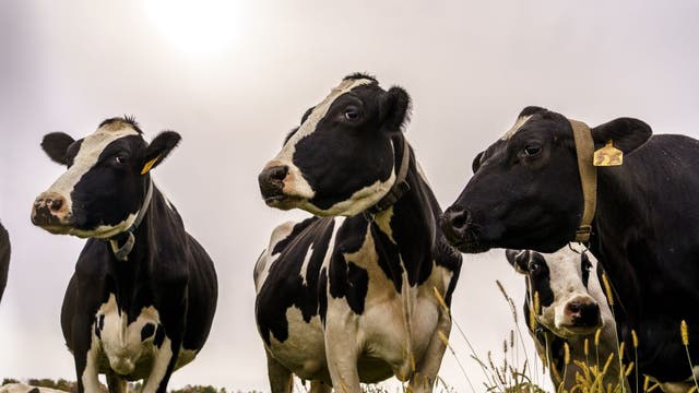 Surprising percentage of young Americans say they've never seen a cow in person, according to survey