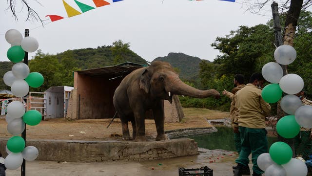 ‘World’s loneliest elephant’ Kaavan starts trip to Cambodia