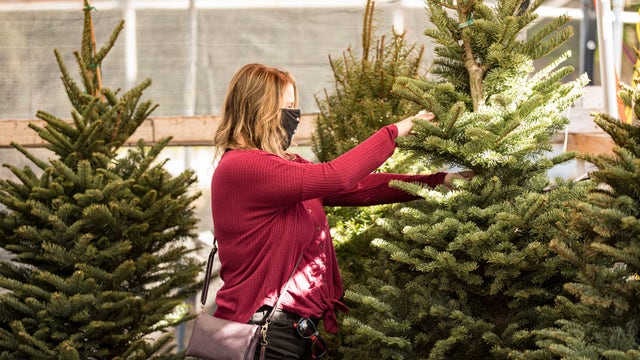 Real Christmas trees high in demand as people get into the holiday spirit early during the pandemic 