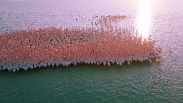Drone footage shows flamingo flock gathering in Kazakhstan lake