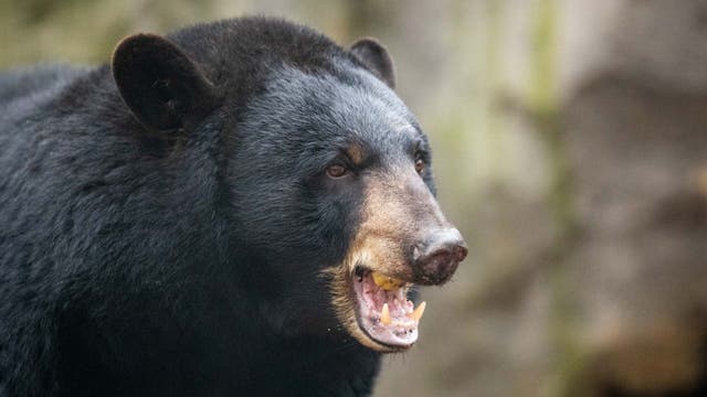 More than a dozen charged with illegal bear hunting in Maryland