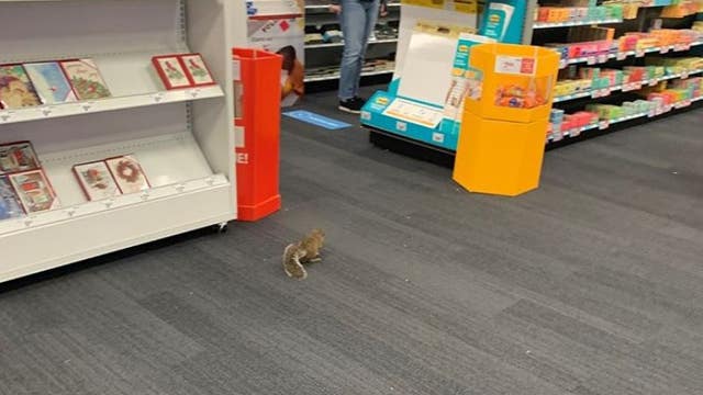 Squirrel goes on Staples shopping trip in Stafford County