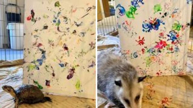 Animals create artwork to raise money for wildlife hospital amid COVID-19 pandemic