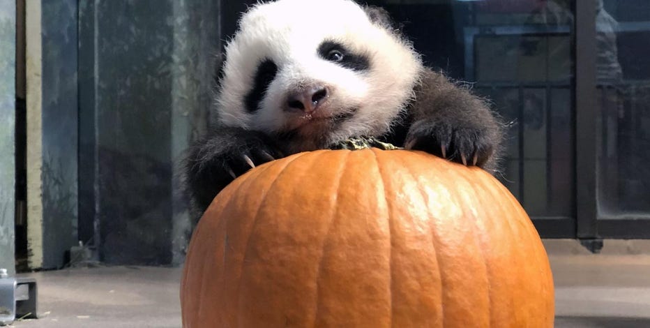 GETTY_PandaPumpkin.jpg?ve=1&tl=1