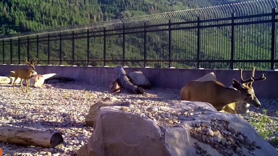 It's working!' Video shows wildlife crossing bridge built for them to get  across highway safely
