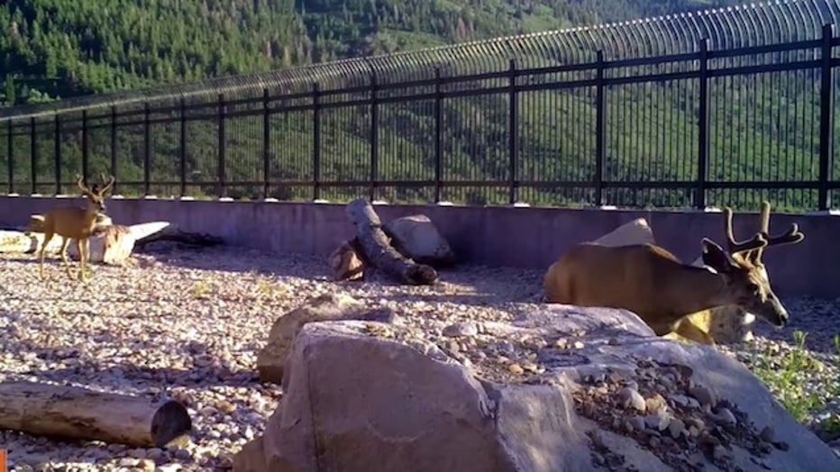 It's working!' Video shows wildlife crossing bridge built for them to get across highway safely