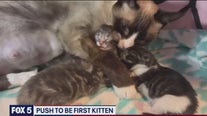 Push to be 'first kitten'