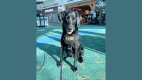 Canine due to transfer to Dulles Airport featured in 2021 TSA calendar