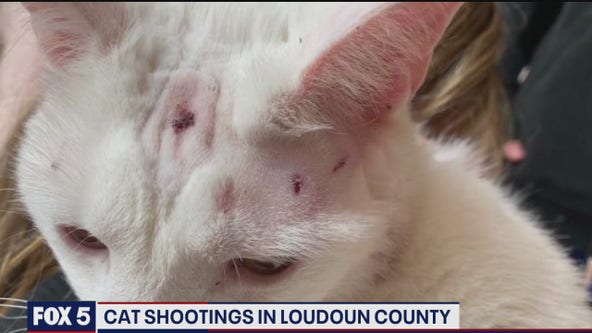 Cat shootings in Loudoun County