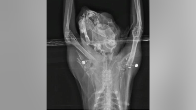 At least 10 cats shot, many with pellet guns, in Loudoun County since April