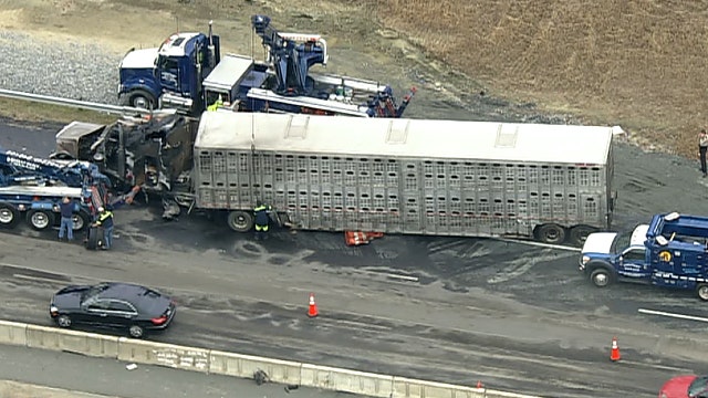 Tractor trailer jackknifes, catches fire killing several pigs it was hauling in Virginia