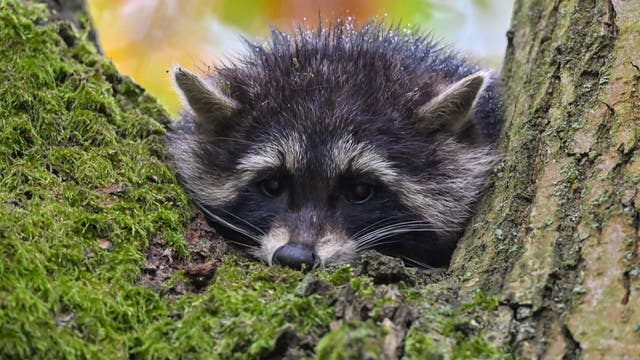 Arlington issues warning after potentially rabid raccoon bites person