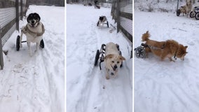 Paraplegic rescue dogs have the time of their of lives playing in Minnesota snow