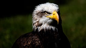 Bald eagle found shot in Maryland, police investigating