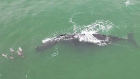 Whale spotted swimming with calf surrounded by dolphins off coast of Florida