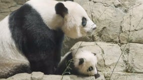 So Long, Farewell: Secure your ticket to Panda Palooza at the Smithsonian National Zoo
