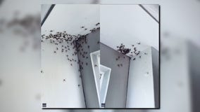 Viral photos show horde of spiders piled up on bedroom ceiling