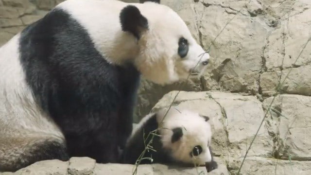 National Zoo’s panda cub Xiao Qi Ji, mama bear have fun climbing rocks