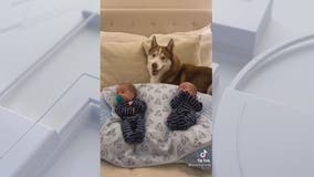 Fairfax County husky and babies go viral on TikTok