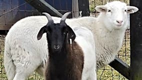 Fauquier County SPCA shares humorous post about rescue of 2 goats available for adoption