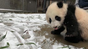 PANDA’S PLAYING IN THE SNOW! National Zoo shares photo of panda cub Xiao Qi Ji’s first time in the snow!