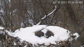 Bald eagle live cam shows bird nesting amid winter snow storm